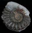 Brown Pleuroceras Ammonite - Germany #6176-2